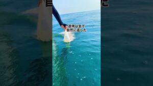 ひとり娘の墓じまい　父の建てた墓を自然に還した　大分で海洋散骨