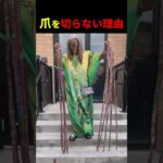 爪を切らない理由