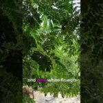 🌳About raintree and it's pretty flower