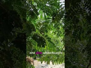 🌳About raintree and it's pretty flower