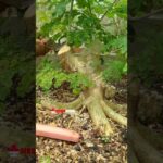 Eksekusi‼️Membuat bonsai rain tree #raintree #bonsai #bonsaitree