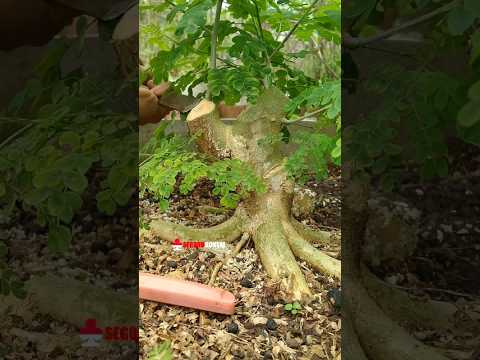 Eksekusi‼️Membuat bonsai rain tree #raintree #bonsai #bonsaitree