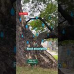 What makes Rain Tree actually rain?😱☔️ #raintree #rain #tree #karnataka #cicada #info #facts #viral