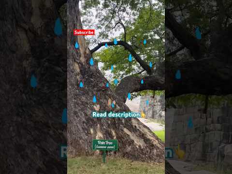 What makes Rain Tree actually rain?😱☔️ #raintree #rain #tree #karnataka #cicada #info #facts #viral