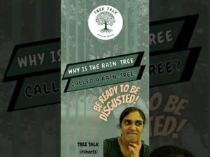 Why is the Rain Tree called a Rain Tree? #shortsvideo